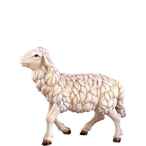 DU4355Natur42 - Sheep walking H.K.