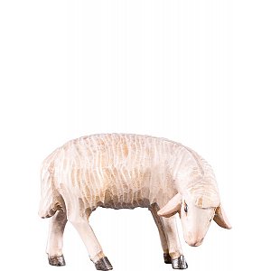 DU4452Lasiert15 - Sheep grazing R.K.