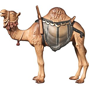 FL425252Natur10 - A-Camel