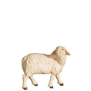 FL425436Natur8 - A-Sheep looking backwards