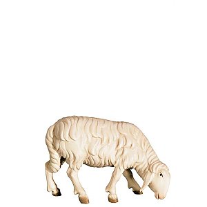 FL425440Color14 - A-Sheep grazing