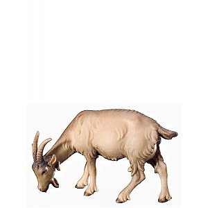 FL425451Natur10 - A-Goat grazing
