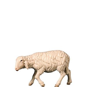 FL426489Natur10 - O-Walking sheep