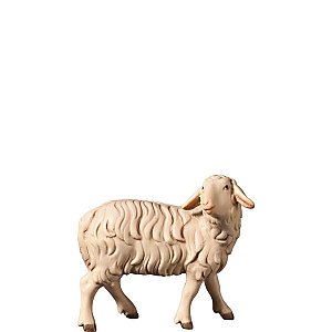 FL427436Zwei0geb10 - H-Sheep looking backwards