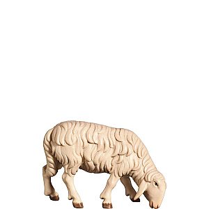 FL427440Color8 - H-Sheep grazing