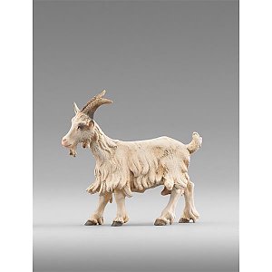 HD236503color10 - Goat