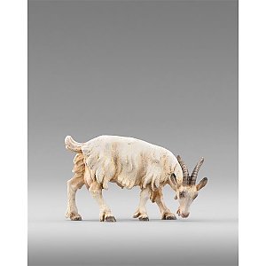 HD236504color14 - Goat