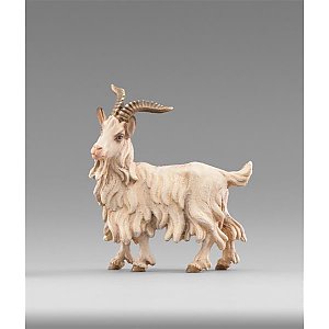 HD236505color20 - Billy goat