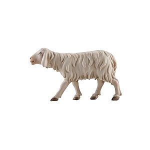 IE0510532xgebeizt10 - IN Sheep running