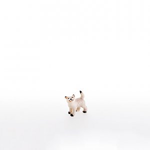 LP22105-AZwei0geb8 - Little cat looking upwards