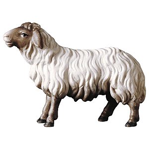 UP780179Natur15 - SH Sheep looking forward head dark