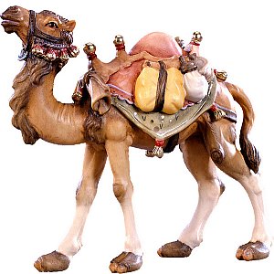DU4195 - Camel D.K.