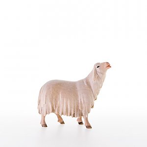 LP10000-18 - Sheep licking