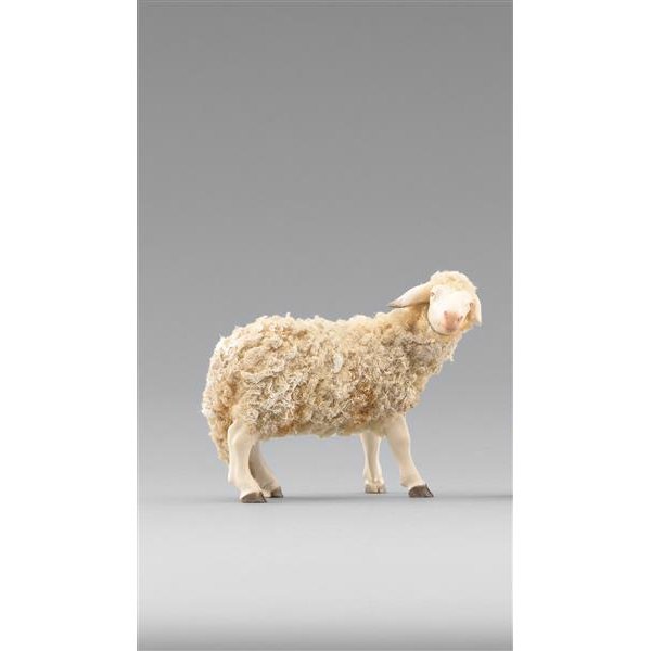 HD236101 - Schaf zurückschauend