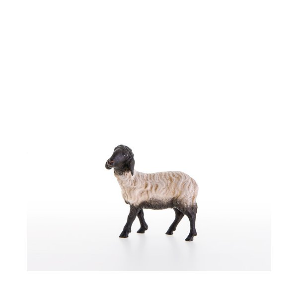 LP21205-AS - Schwarzkoepfiges Schaf stehend