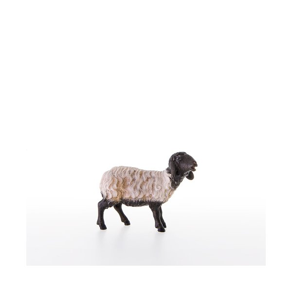 LP21206-AS - Schwarzkoepfiges Schaf stehend