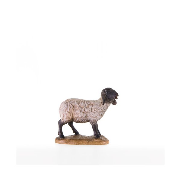 LP21206-S - Schwarzkoepfiges Schaf stehend
