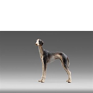 HD236201color20 - Windhund