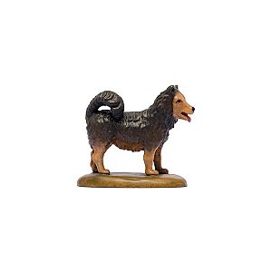 IE050029Color10 - IN M.S.Hund Spitz