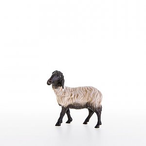 LP21205-ASColor20 - Schwarzkoepfiges Schaf stehend