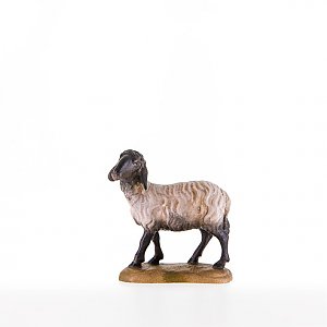 LP21205-SColor13 - Schwarzkoepfiges Schaf stehend