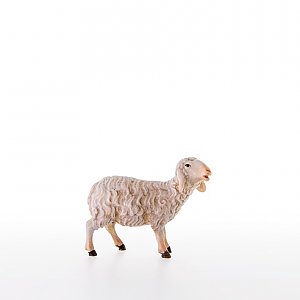LP21206-AZwei0geb1 - Schaf stehend